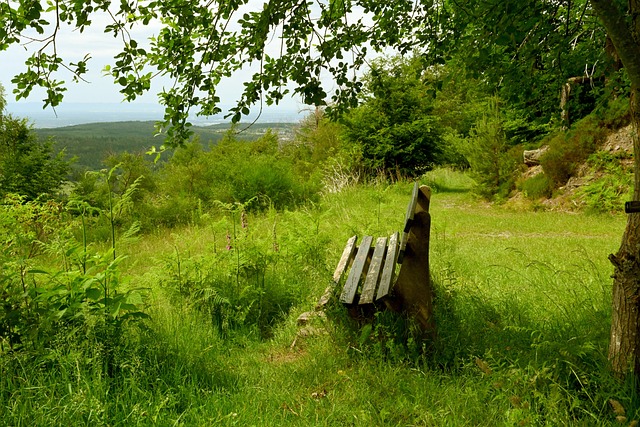 v体育app入口网页版